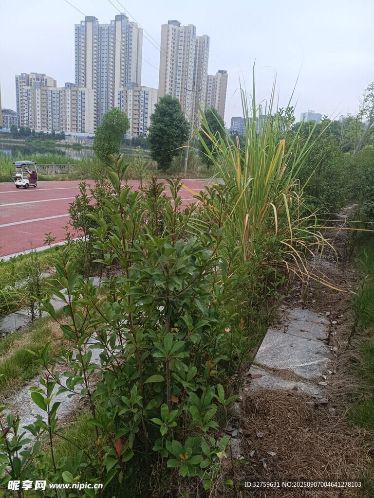 城市边的绿植景观