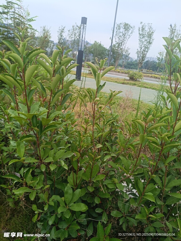 路边繁茂绿植景观