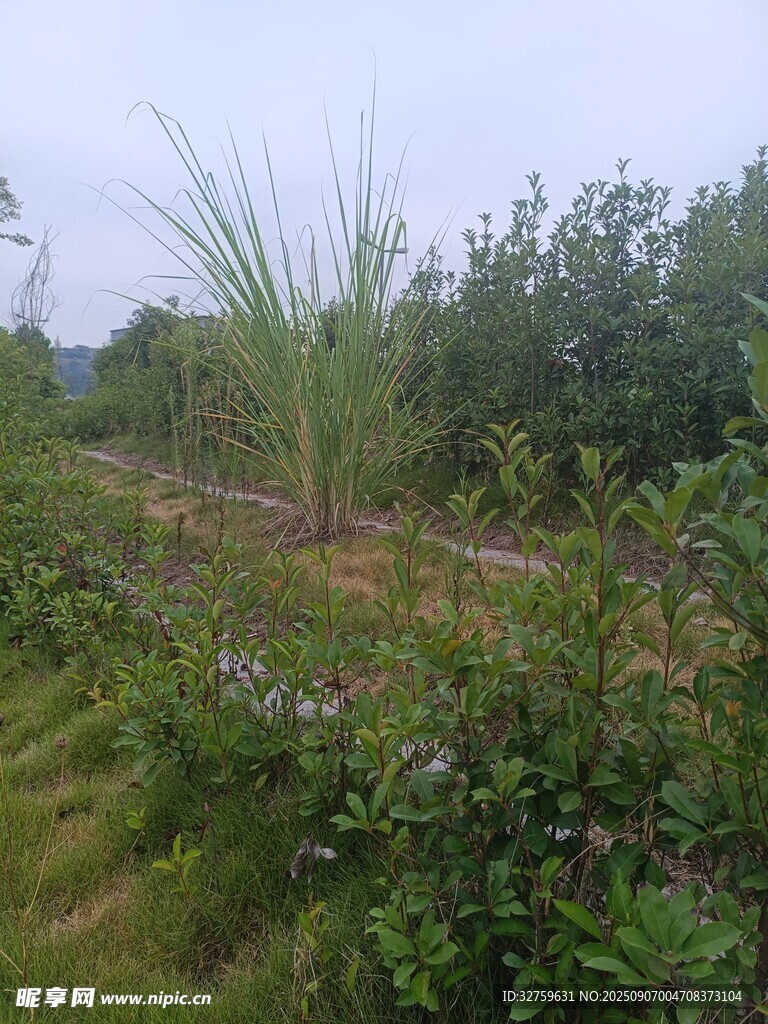 田园绿植景观