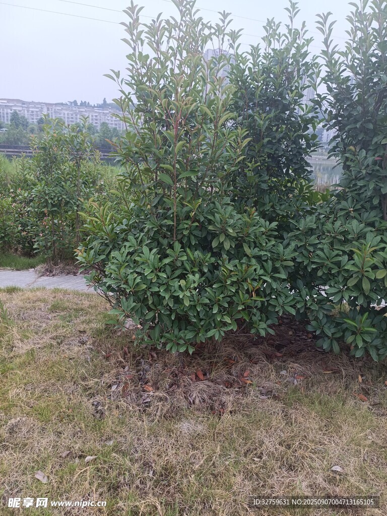 户外绿植景观