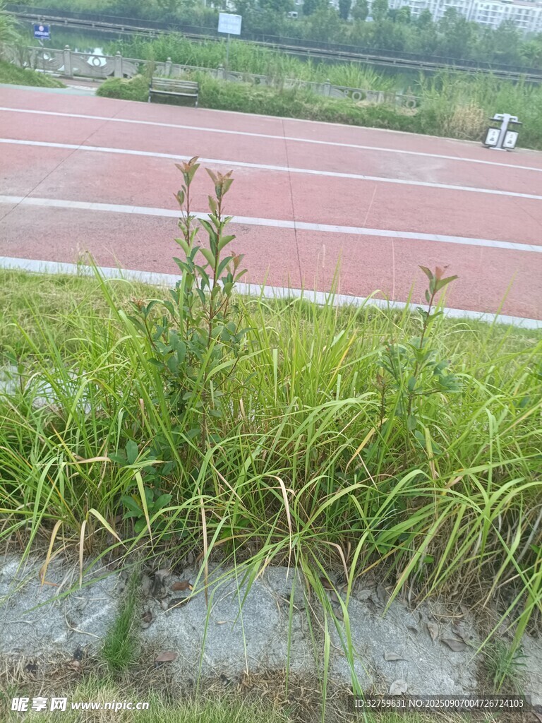 跑道边的绿色植物