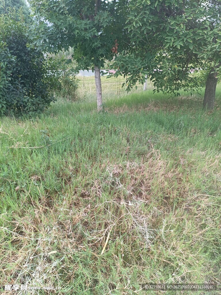野外草地树木自然景象