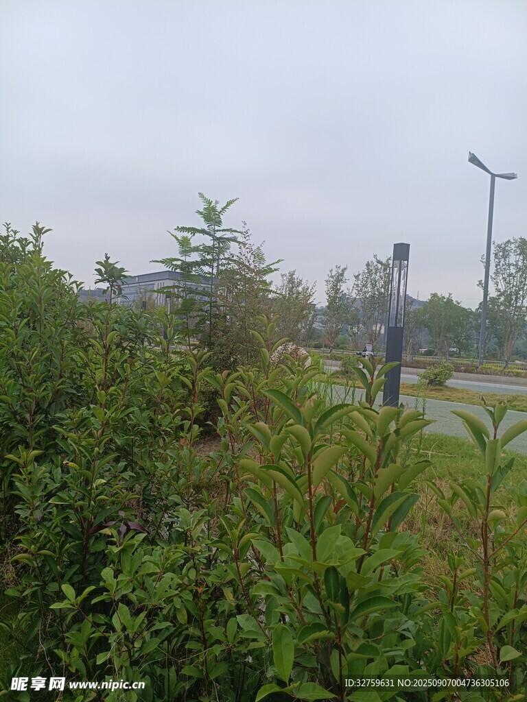 户外绿植与道路场景