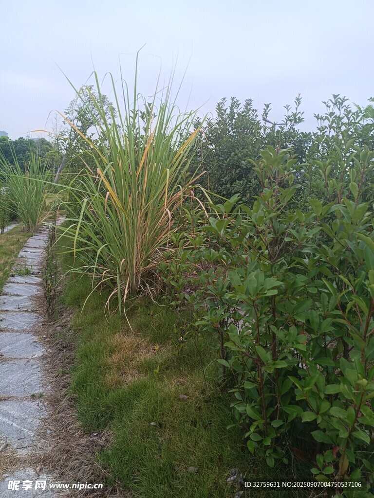 乡间小径旁的繁茂植被