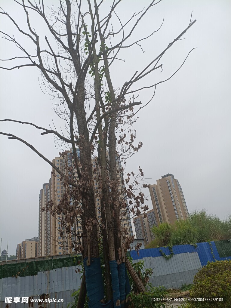 城市中光秃树木与建筑景观