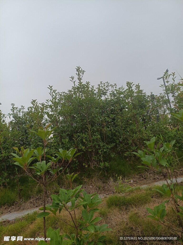 野外绿植丛生景象