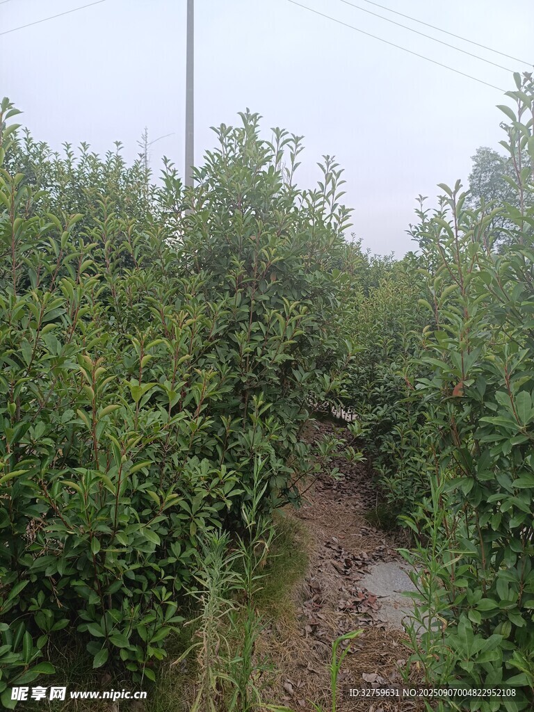 果园绿植景观
