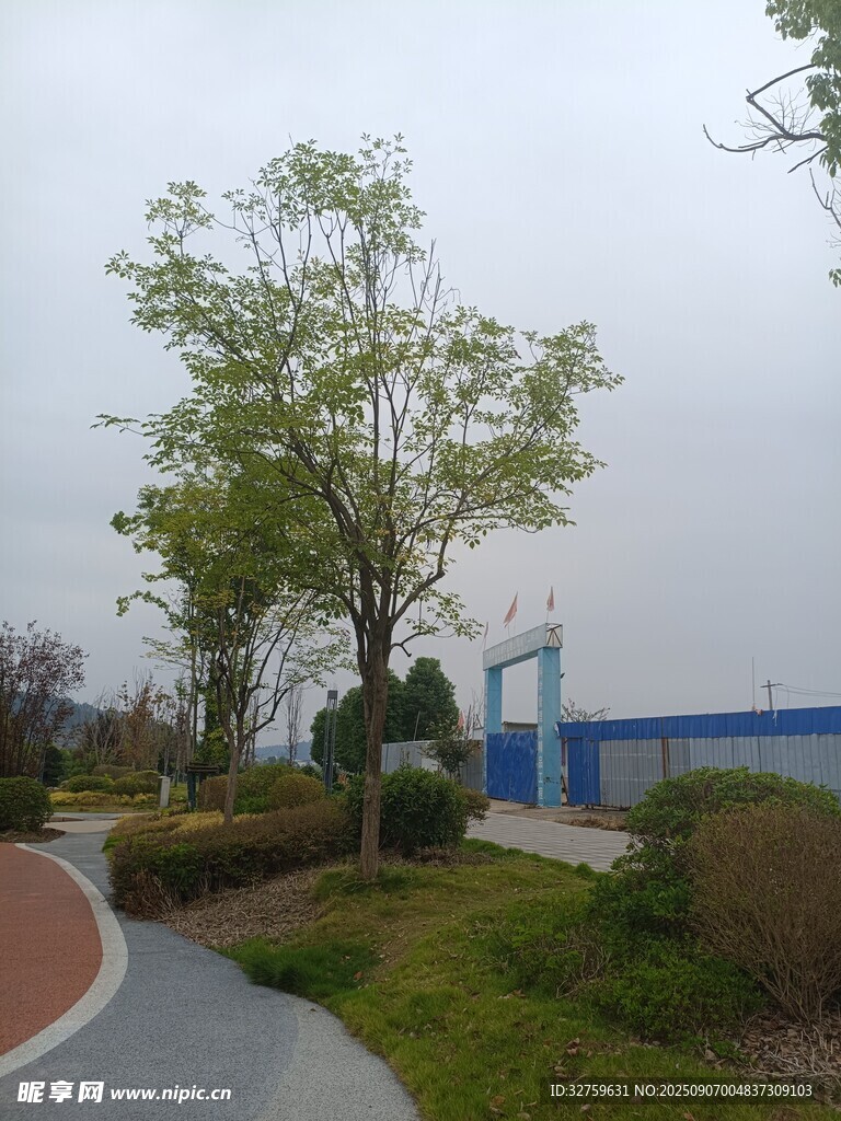 户外道路旁的绿植与建筑
