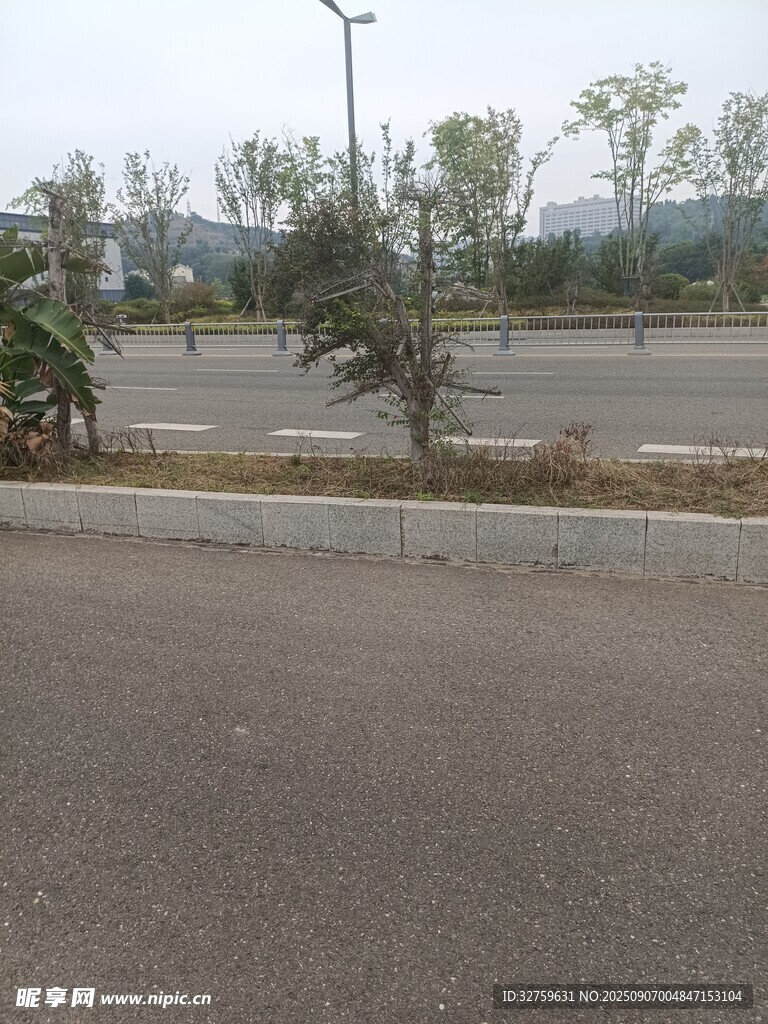 空旷道路旁的稀疏树木