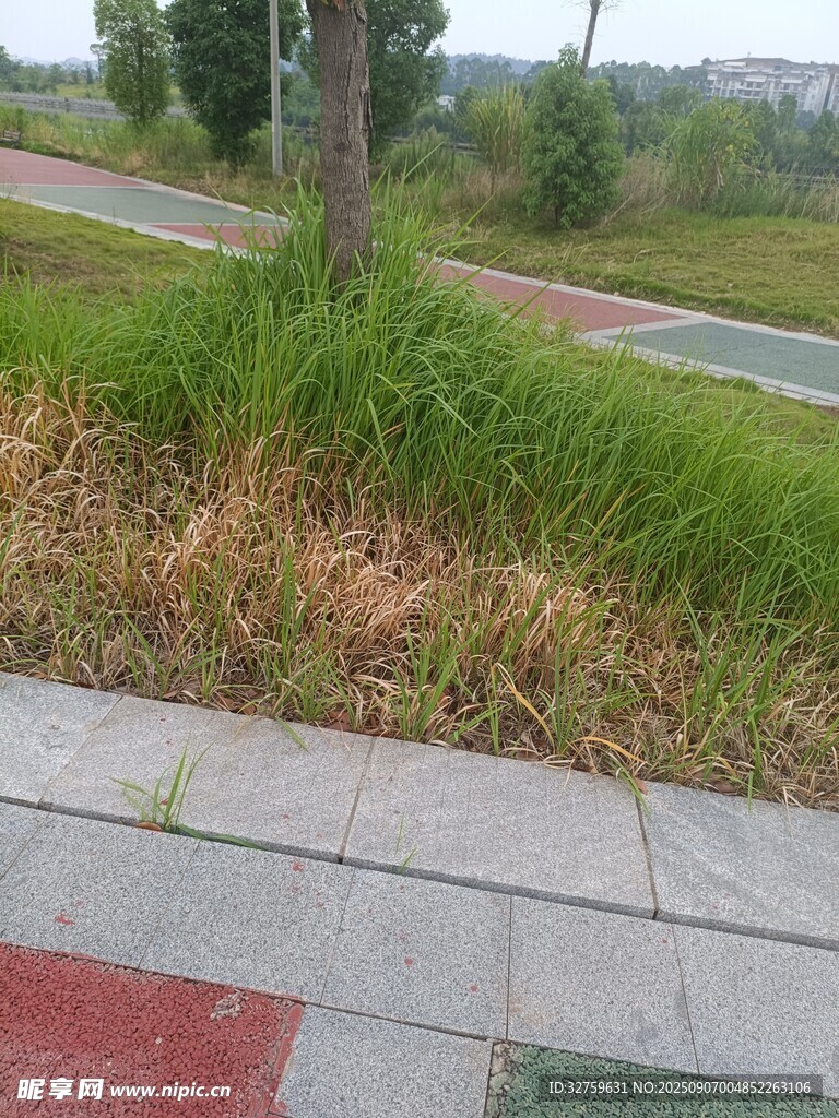 路边草地与砖石路面景象
