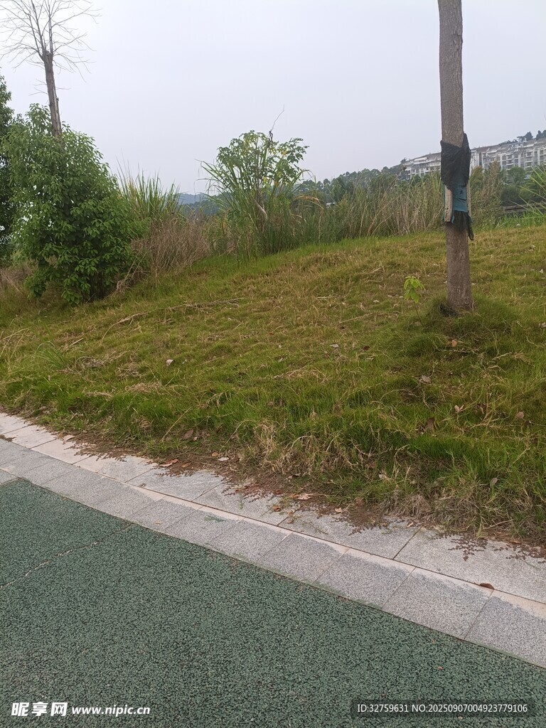 路边草地与树木景观