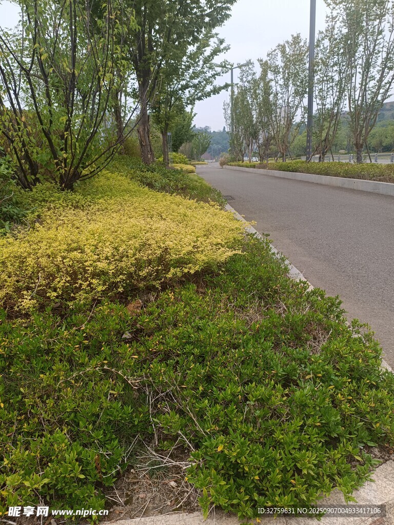 路边绿植景观