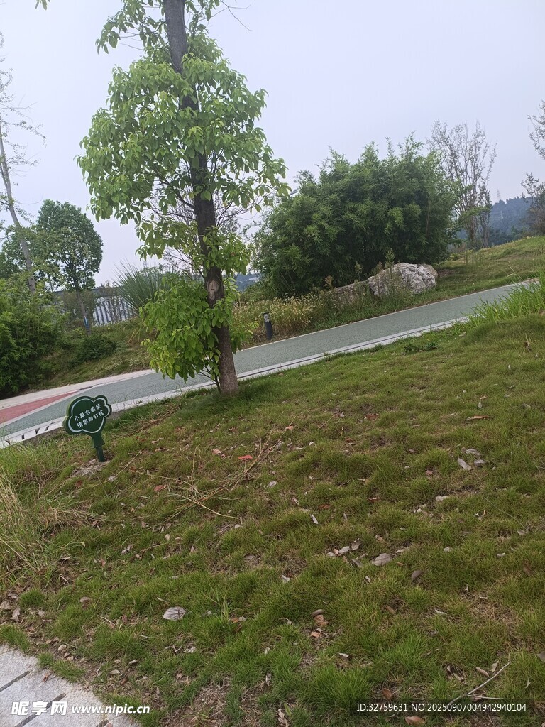 户外草地树木景观