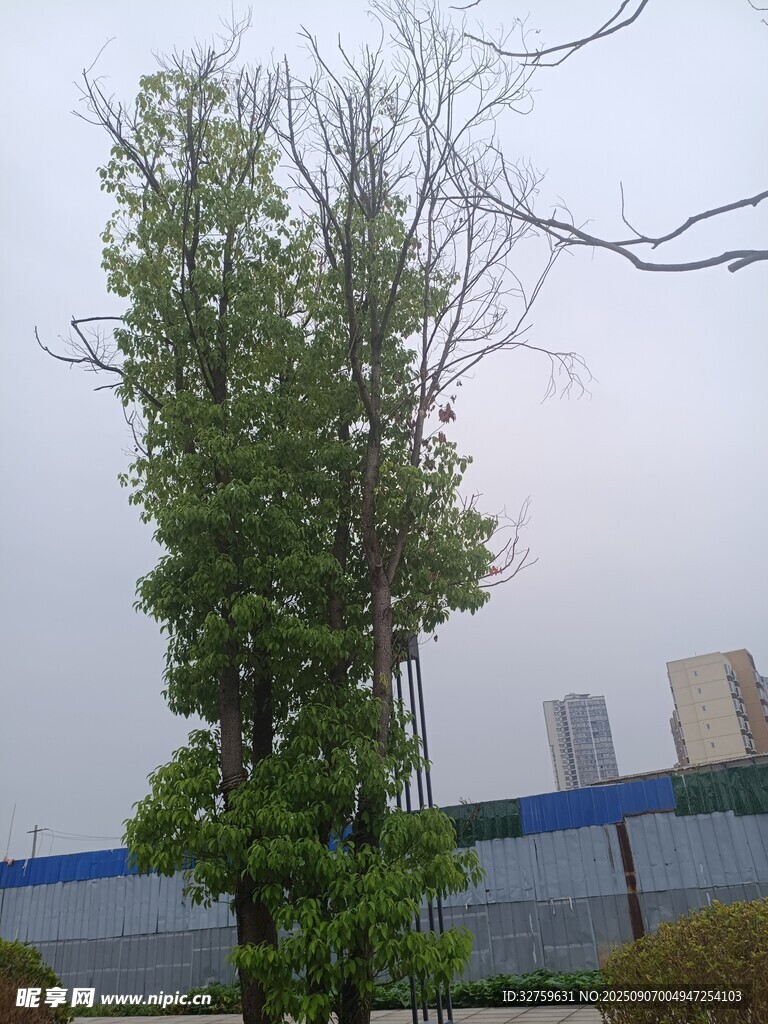 城市中挺立的绿树