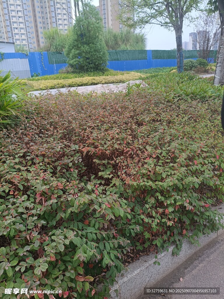 户外多彩植物景观