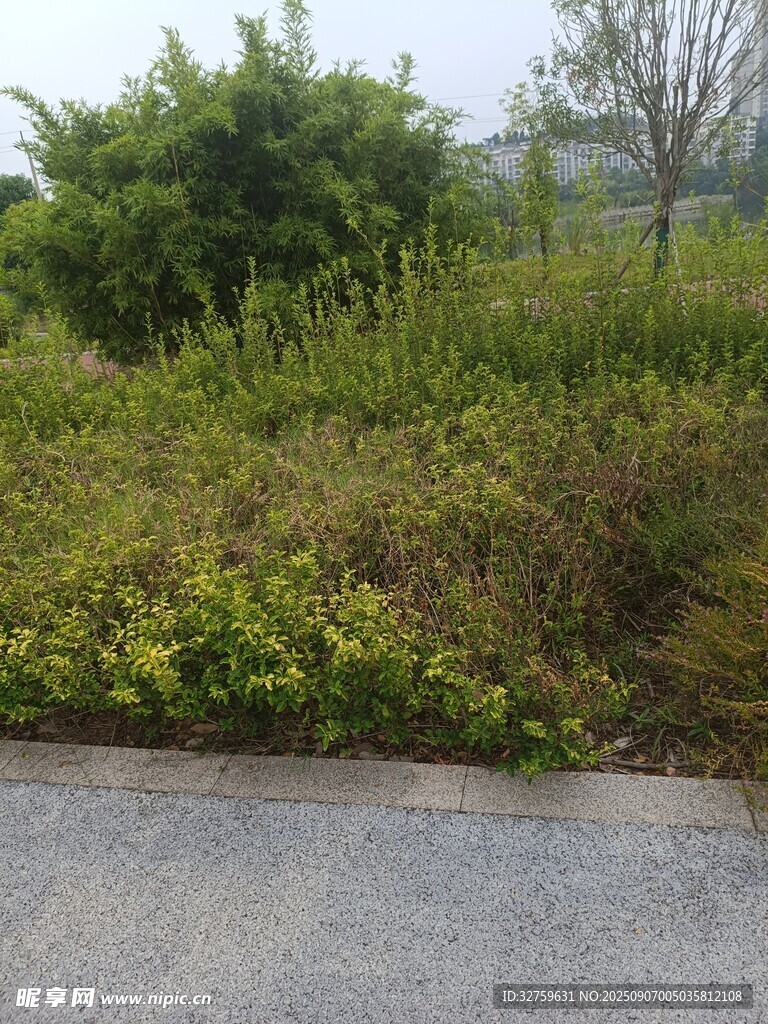路边繁茂绿植景观