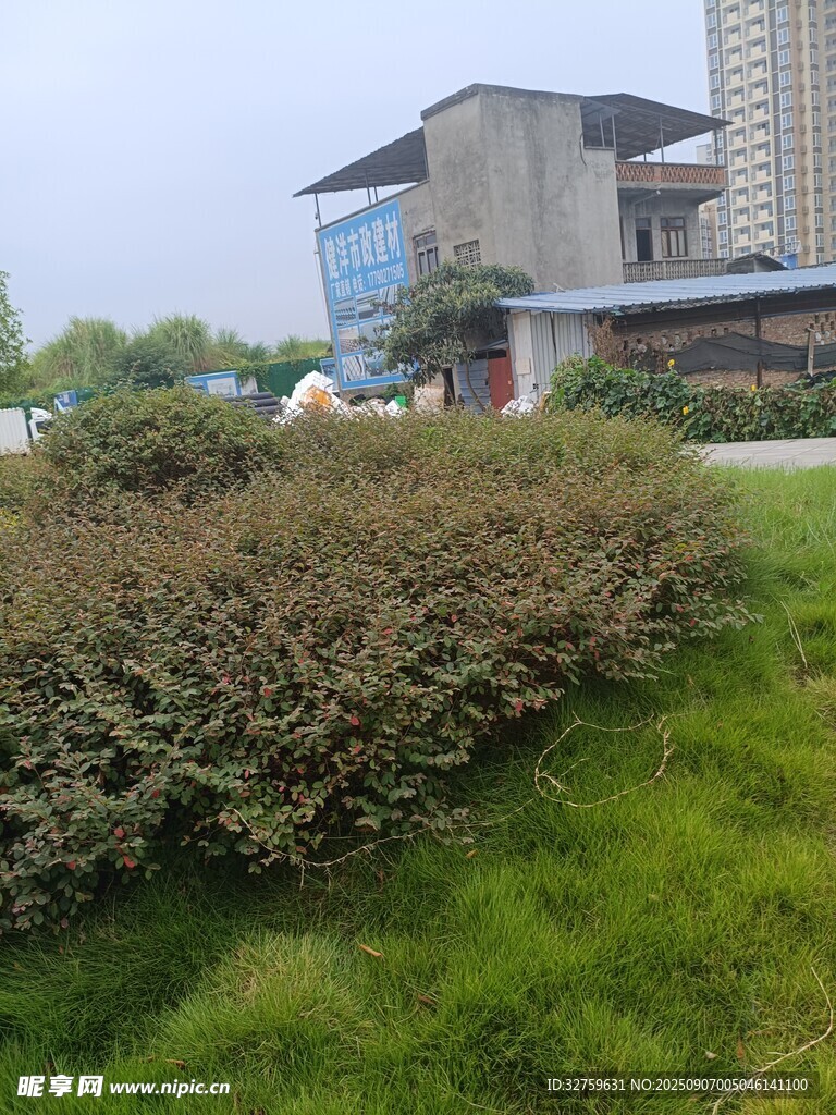 城市中葱郁的绿植景观