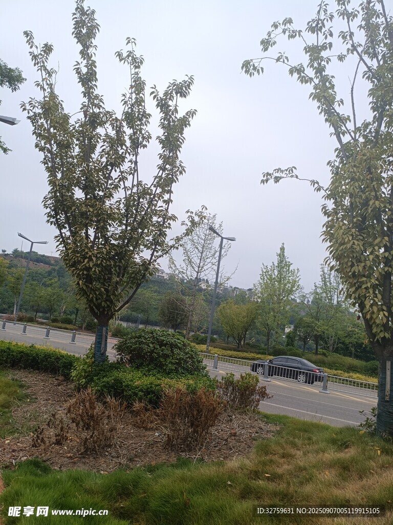 路边绿树景观