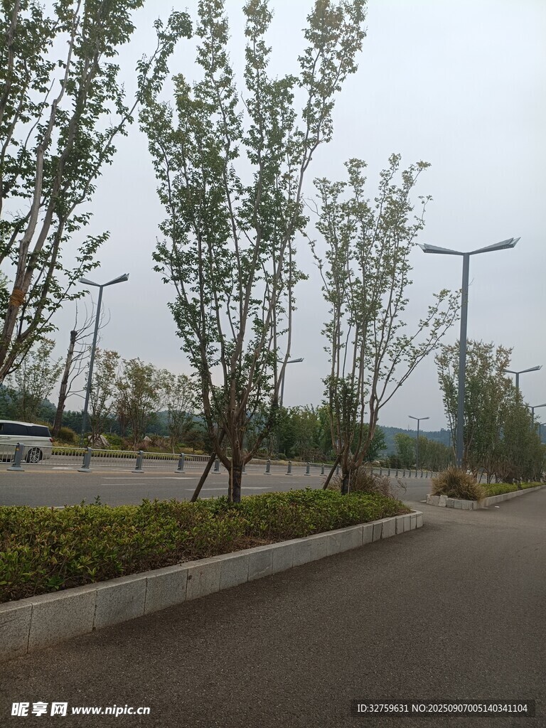 道路旁的绿植景观