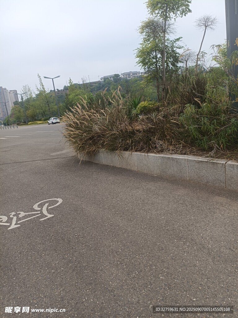 路边绿植旁的自行车停放区