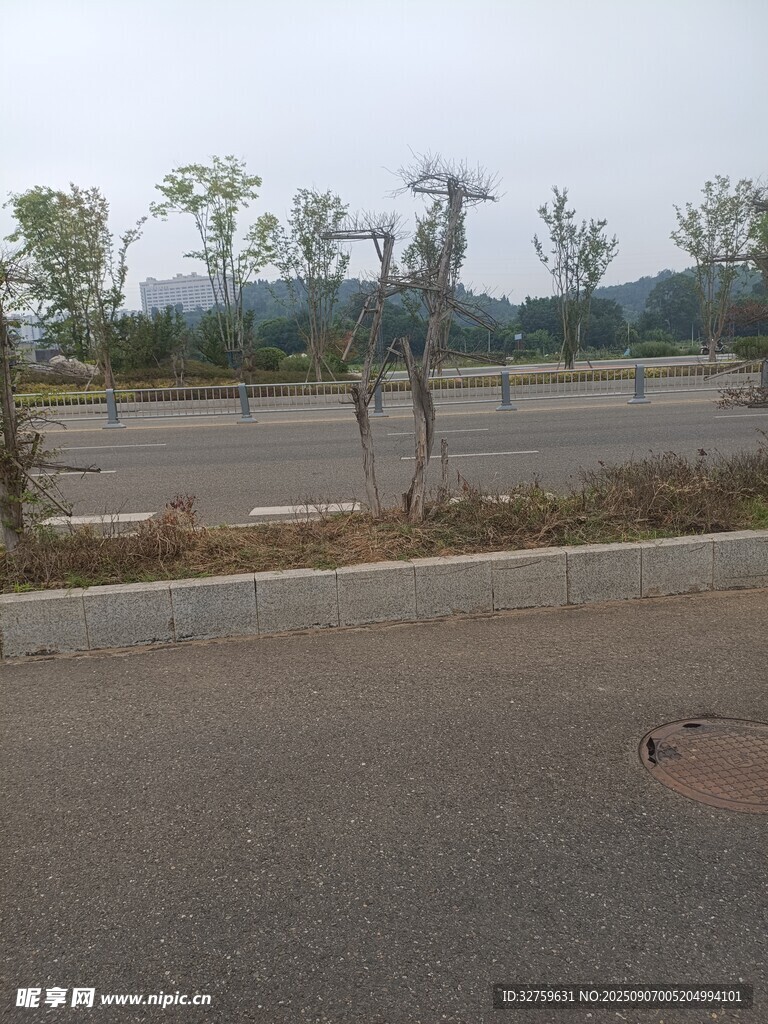空旷道路旁的稀疏树木