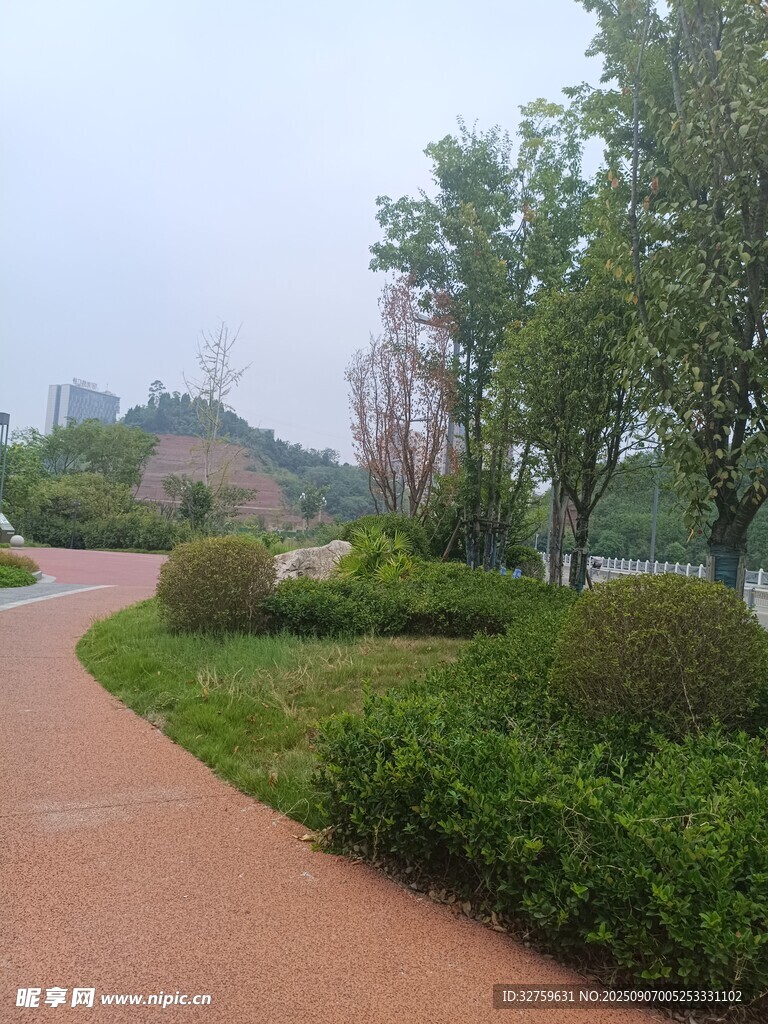 蜿蜒小径旁的绿植景观