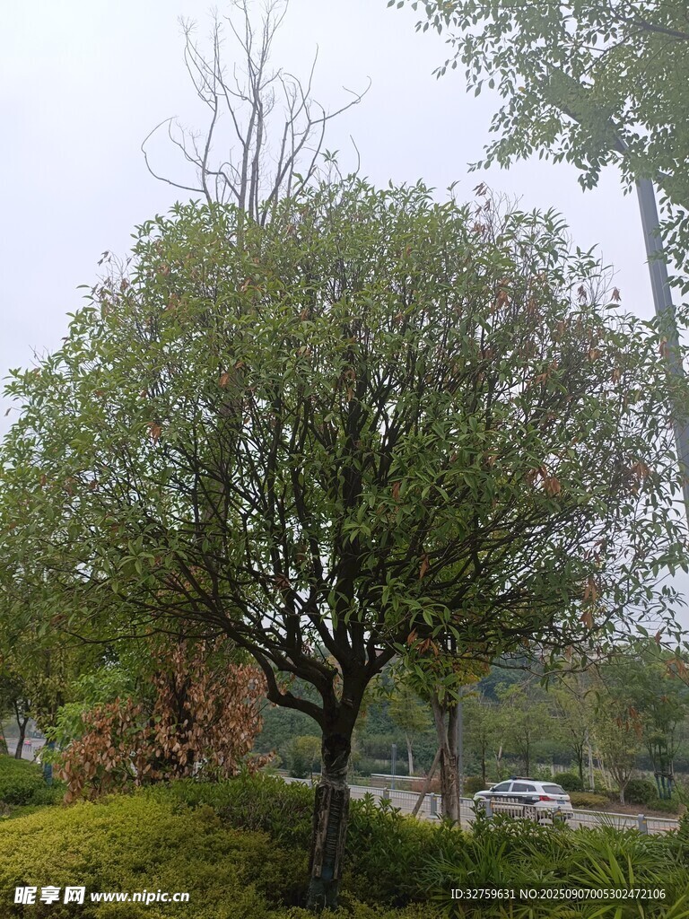 户外葱郁树木景观