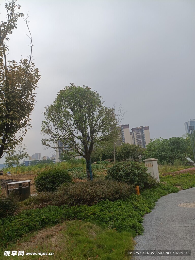 城市公园中的绿植小径