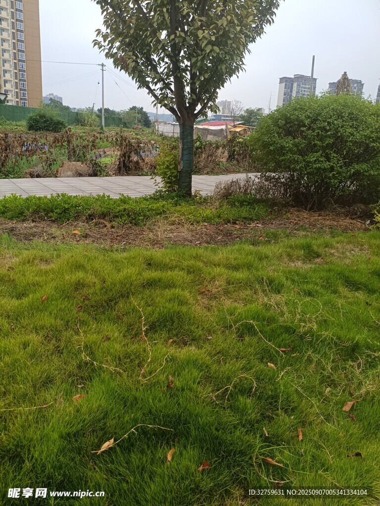 城市绿地中的孤树景观