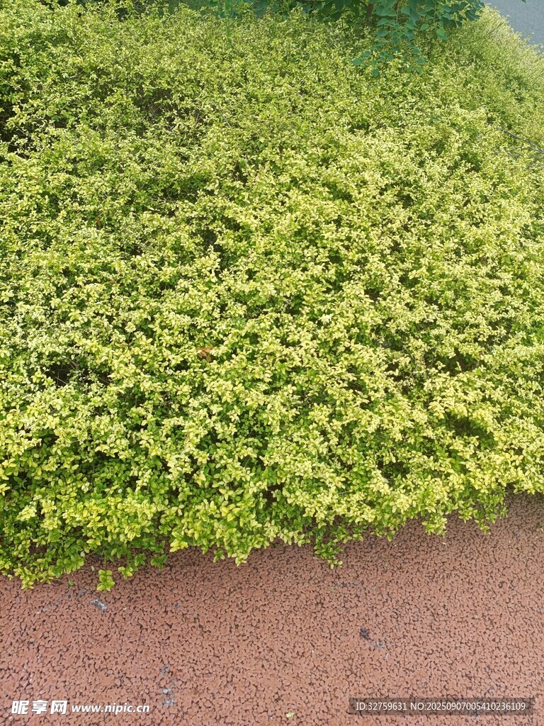 翠绿繁茂的地面绿植景观
