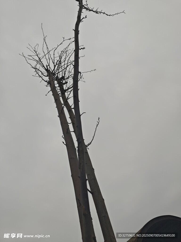 枯树挺立