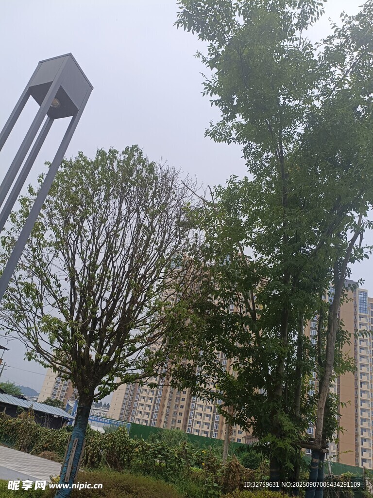 城市中的树木与高耸建筑