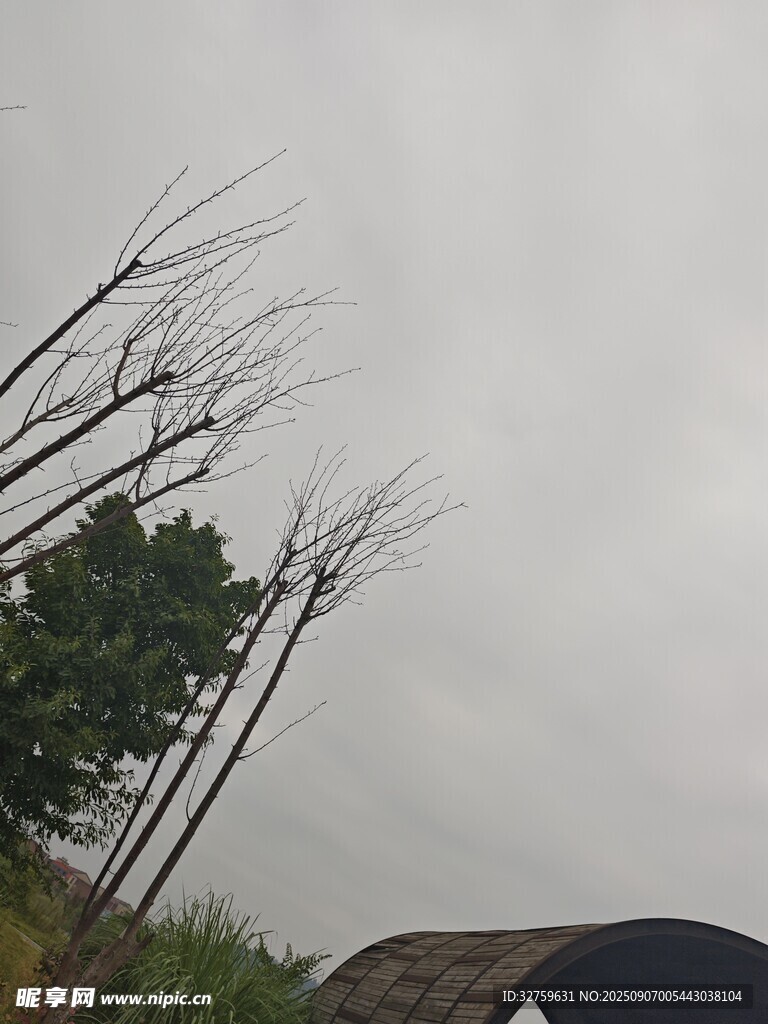 枯树旁的拱形建筑