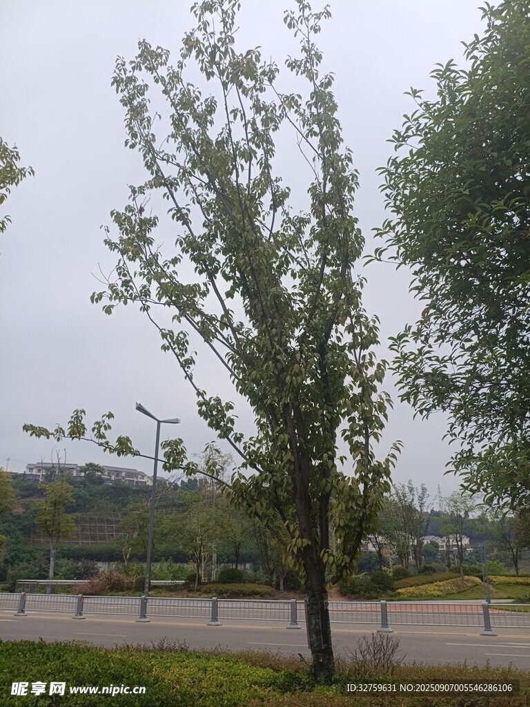 雨中公园单棵绿树景象