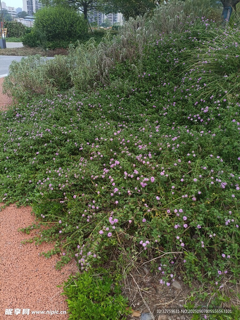 路边繁茂的花草植物