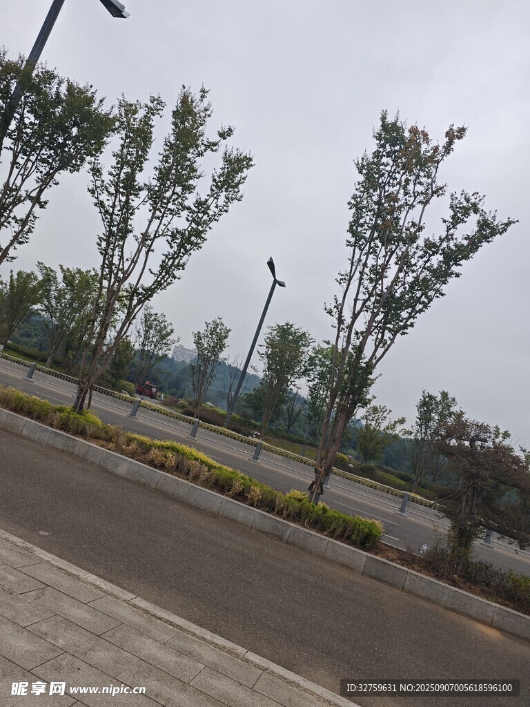 道路旁的绿树景观