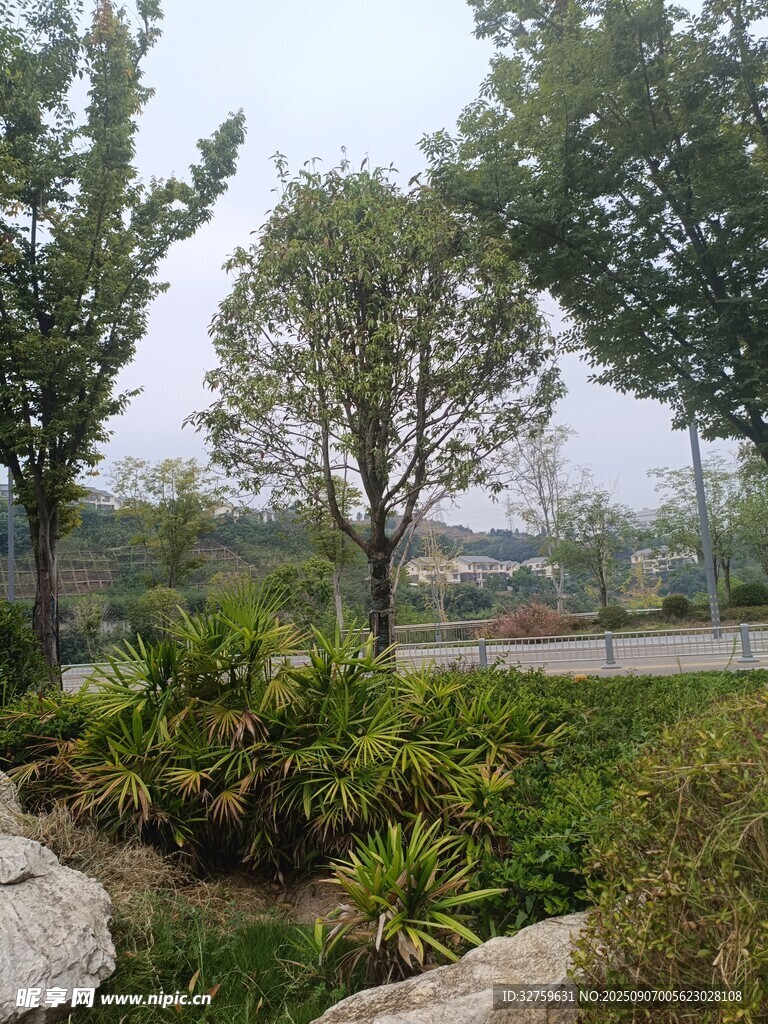 城市中的静谧绿植景观