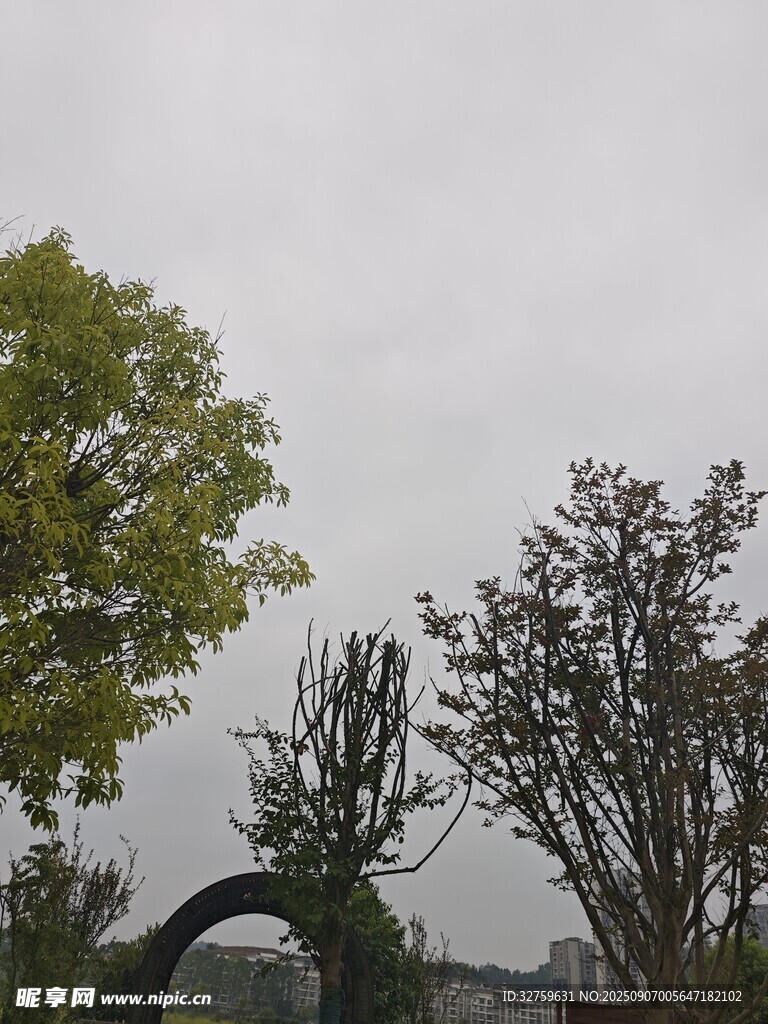 阴天中的树木景观