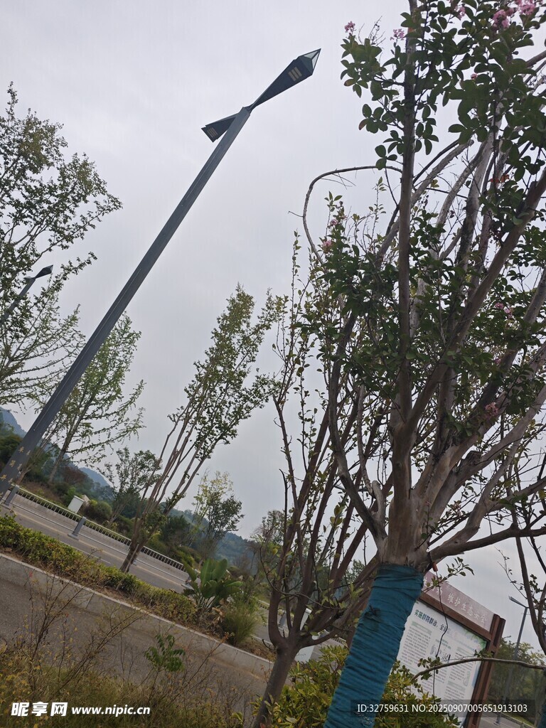 道路旁倾斜的路灯与树木