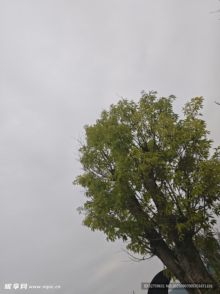 孤树挺立在灰白天空下