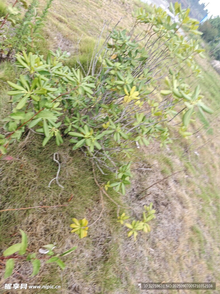 山坡上的绿植与草地