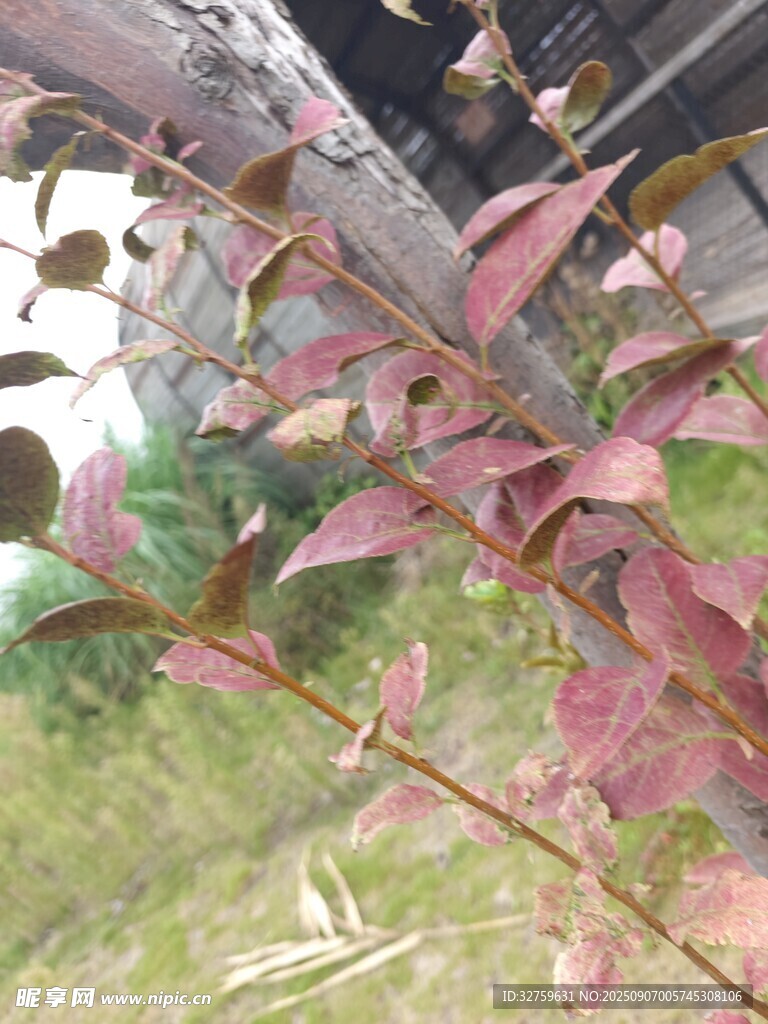 粉色枝叶植物特写