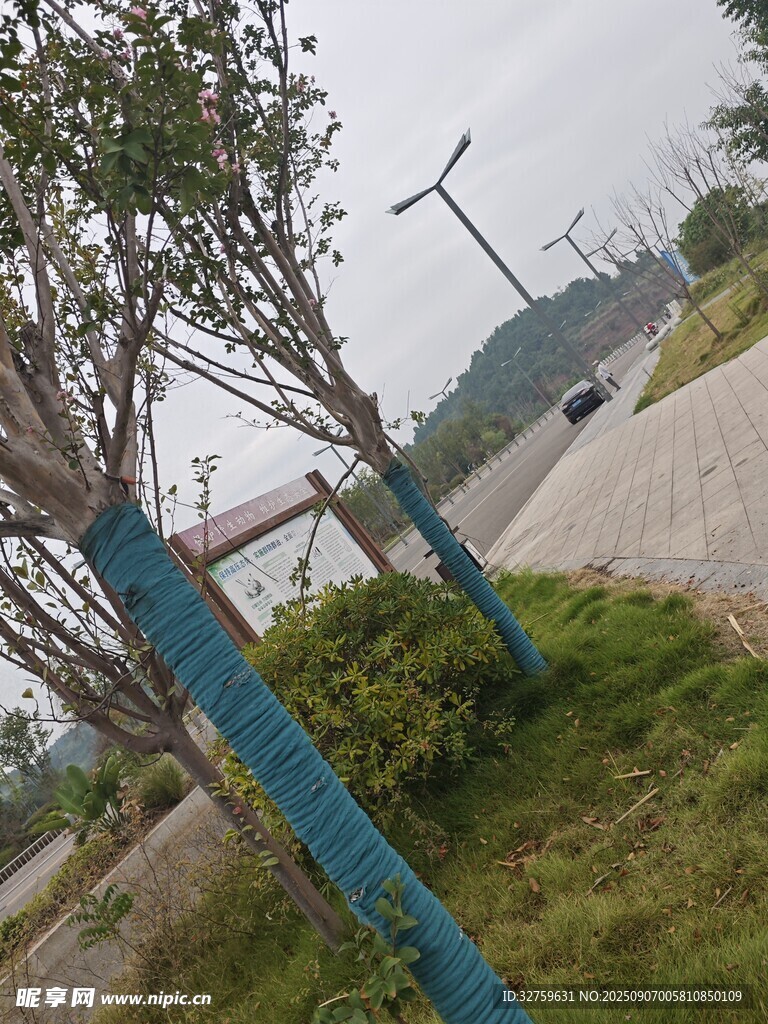 路边树木与蓝色围栏景象