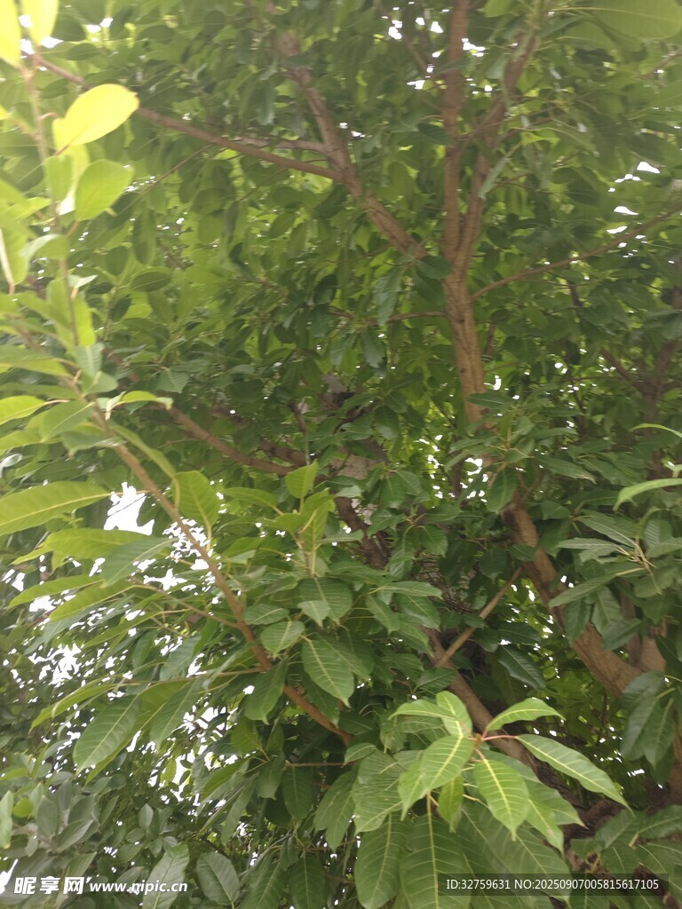 繁茂绿树