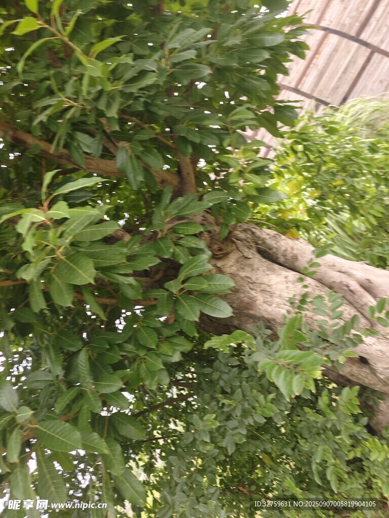 繁茂绿植中的粗壮树干