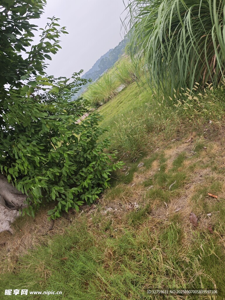 山间绿植小径风景