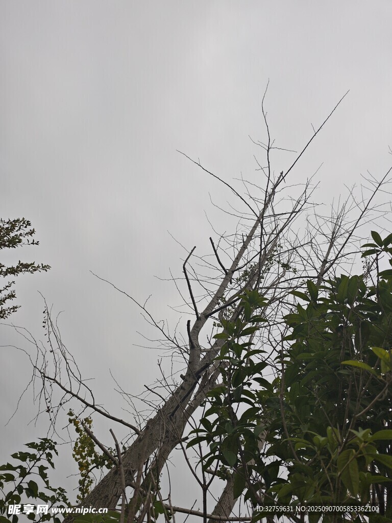 枯树与绿叶的对比景象