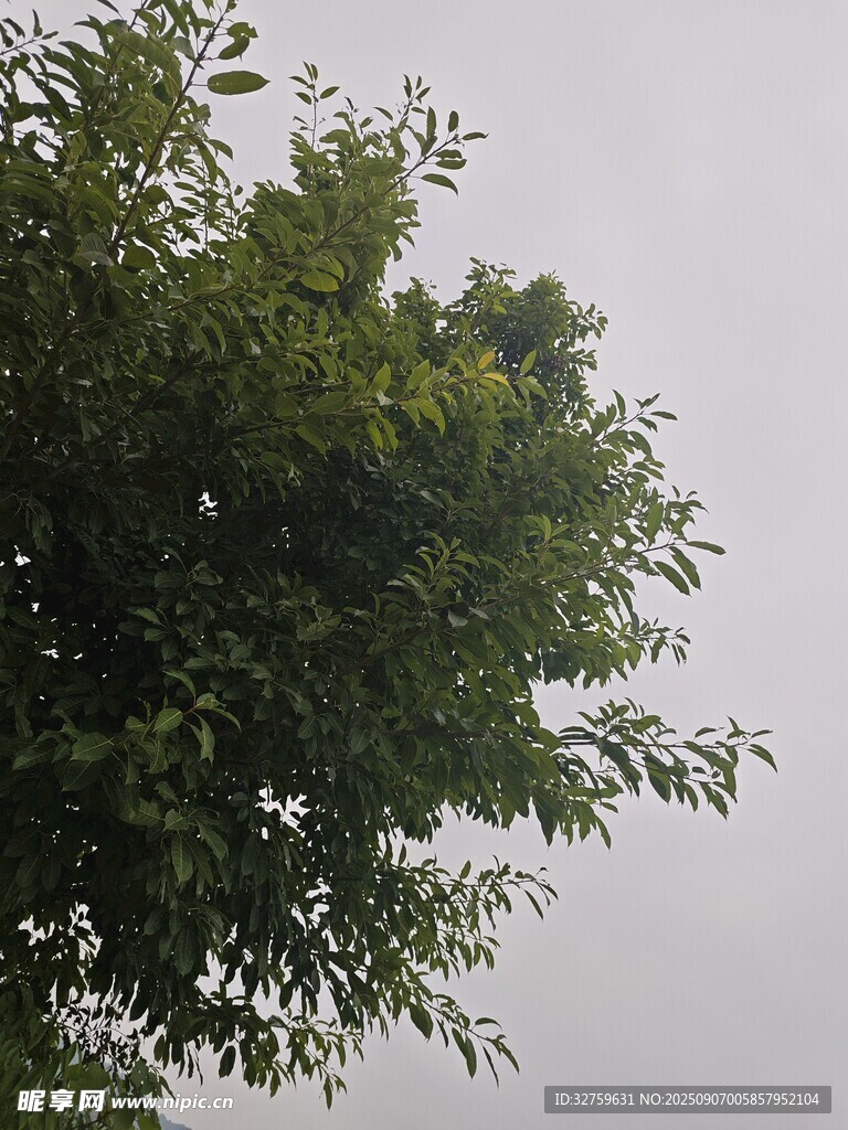 绿叶繁茂的树冠