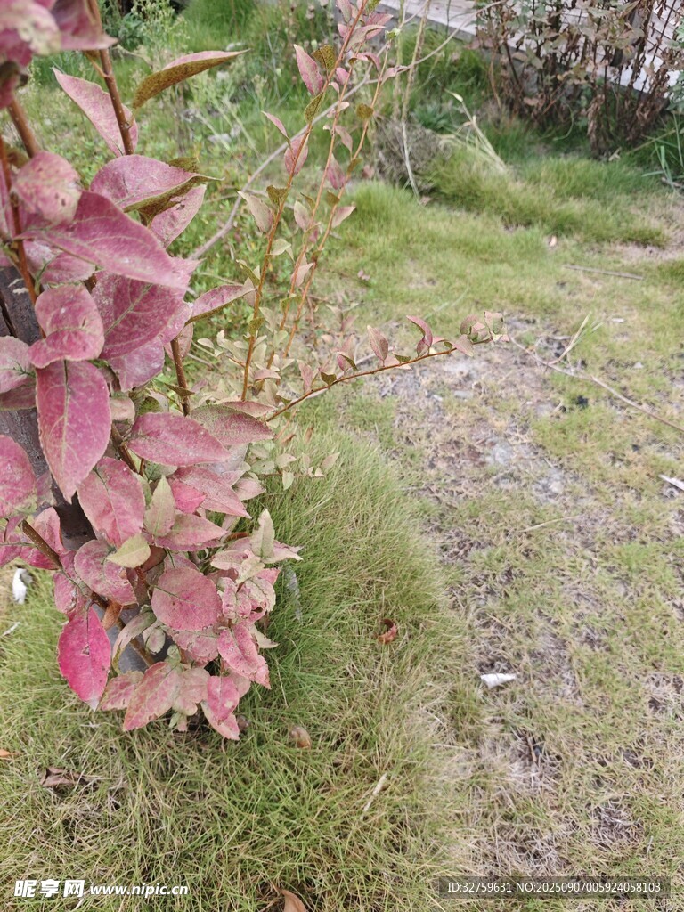 红叶绿草的自然景致