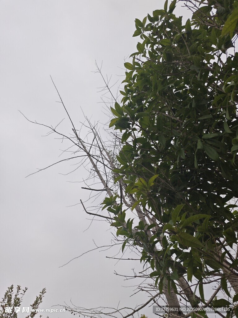 树枝与绿叶的自然景象